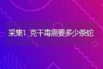 室内观叶新品种――鸭脚木