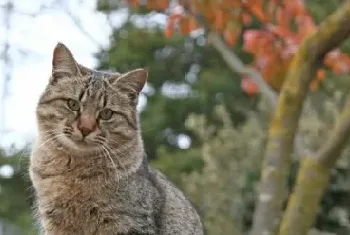 顶一个！科学家研究猫语言，将有望编写“猫语字典”