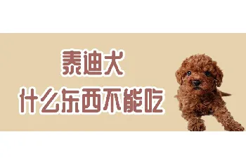 泰迪犬什么东西不能吃