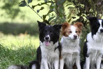 边牧耳朵怎么清理 边境牧羊犬耳朵清理方法