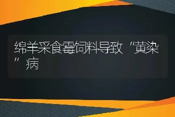 绵羊采食霉饲料导致“黄染”病