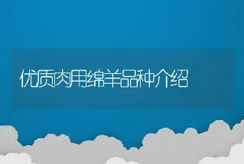 优质肉用绵羊品种介绍