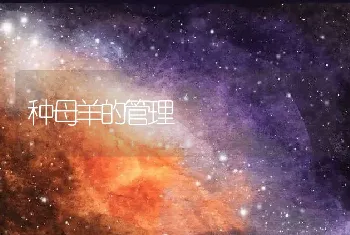 种母羊的管理