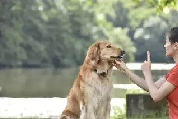 训练狗狗应该选择怎样的训练方式?如何才能得到好结果