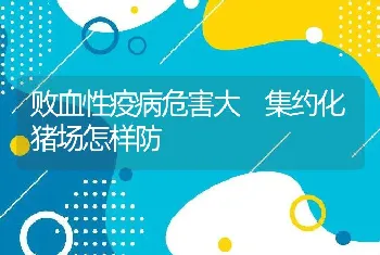 败血性疫病危害大　集约化猪场怎样防