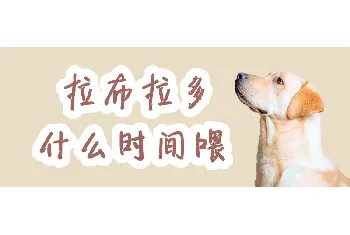 拉布拉多什么时间喂