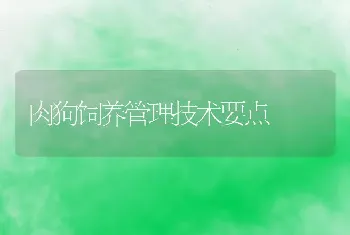 肉狗饲养管理技术要点