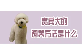 贵宾犬的饲养方法是什么