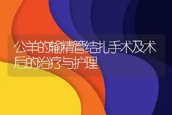 公羊的输精管结扎手术及术后的治疗与护理