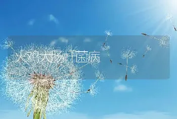 火鸡大肠杆菌病