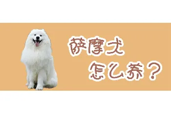 萨摩犬怎么养