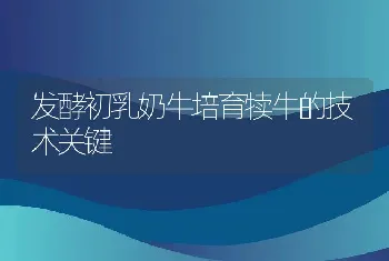 发酵初乳奶牛培育犊牛的技术关键