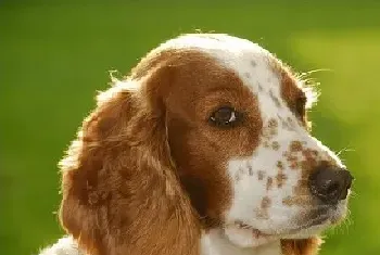 饲养英国史宾格犬的要点