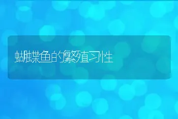 蝴蝶鱼的繁殖习性