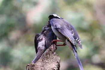 乌鸫的品种简介