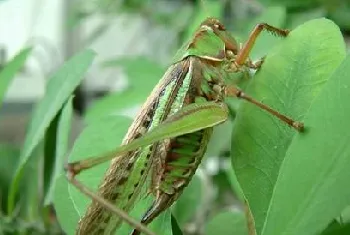 蝈蝈的喂食要点