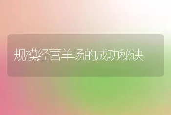 规模经营羊场的成功秘诀