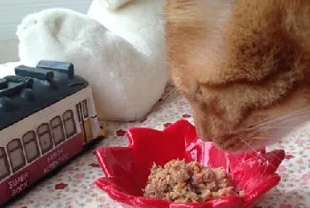 猫咪能吃猪肉吗？