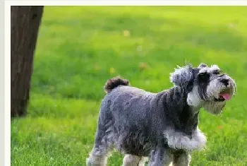 雪纳瑞好养吗？如何养好小型雪纳瑞幼犬