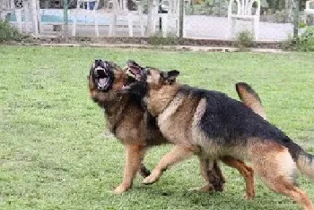 钙和磷对饲养德国牧羊犬的重要性