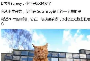 有这样一只猫，在墓地生活了20年，温暖过无数悲伤者的心!