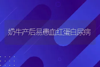 奶牛产后易患血红蛋白尿病