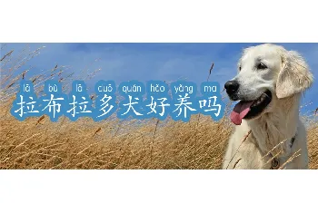 拉布拉多犬好养吗