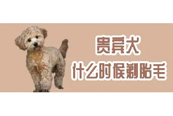 贵宾犬什么时候剃胎毛