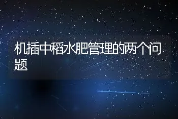 机插中稻水肥管理的两个问题