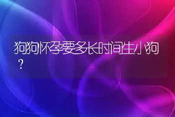 狗狗怀孕要多长时间生小狗？