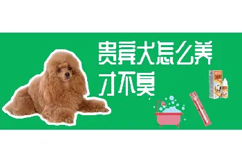 贵宾犬怎么养才不臭