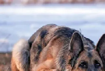 如何饲养新生德国牧羊犬及疫苗接种