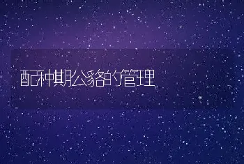 配种期公貉的管理