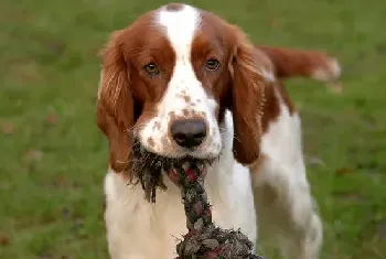 威尔士史宾格犬的护理常识