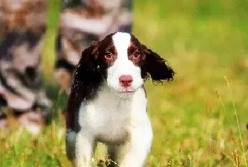 饲养英国史宾格犬时的误区