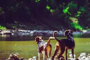 犬舍须知 | CKU五大工具和犬只五大级别标准的赋能使用说明