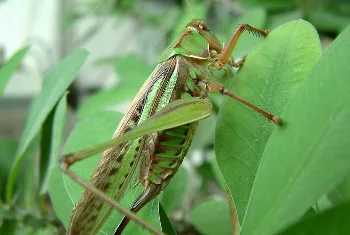 蝗虫养殖技术