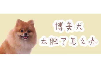 博美犬太肥了怎么办