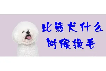 比熊犬什么时候换毛