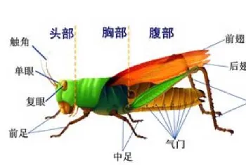 蝗虫的呼吸器官是什么？