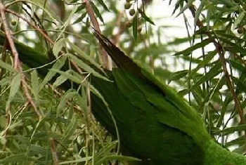 鳞头鹦哥的形态特征