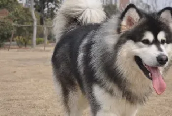 阿拉斯加雪橇犬宝宝的饲养方法