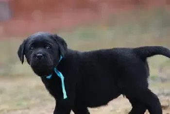 自制拉布拉多犬狗粮方法及注意事项