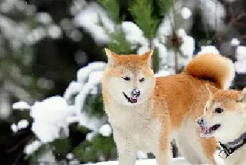 秋田犬好养吗？如何饲养秋田犬