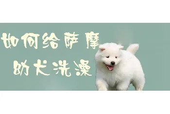 如何给萨摩幼犬洗澡