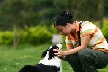 训练边境牧羊犬时该注意哪些问题