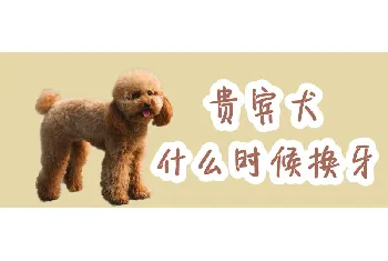 贵宾犬什么时候换牙