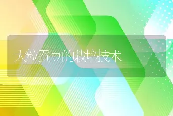 中西结合治小尾寒羊附红细胞体与链球菌混合感染