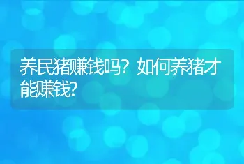 养民猪赚钱吗？如何养猪才能赚钱?