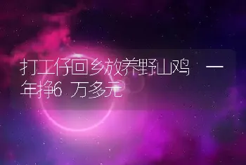 打工仔回乡放养野山鸡 一年挣6万多元